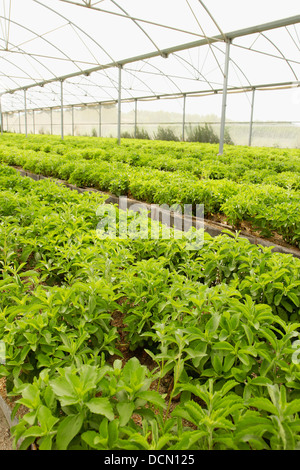 L'herbe douce. Le Stevia rebaudiana. Les émissions à Balaguer, Lleida, Catalogne, Espagne Banque D'Images