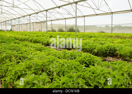 L'herbe douce. Le Stevia rebaudiana. Les émissions à Balaguer, Lleida, Catalogne, Espagne Banque D'Images