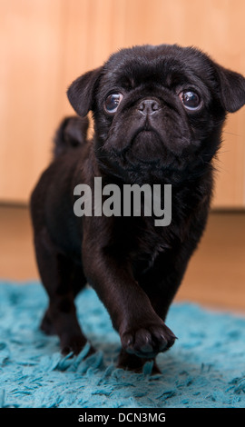 Le PUG sur parade chiot marche Banque D'Images