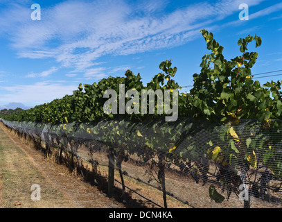 Dh Martinborough WAIRARAPA NEW ZEALAND Wine vineyard grape vines vineyards Banque D'Images