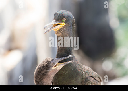 Cormorans, Phalacrocorax aristotelis, nichant à l'intérieur, sur la Farne Farnes Islands Banque D'Images