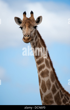 Le sud de Girafe (Giraffa camelopardalis giraffa), Shamwari Game Reserve, Eastern Cape, Afrique du Sud Banque D'Images