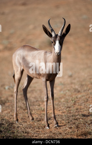 Le Springbok (Antidorcas marsupialis noire), Shamwari Game Reserve, Eastern Cape, Afrique du Sud Banque D'Images