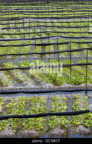 Des rangées de plants de wasabi dans une ferme dans les Alpes du nord du Japon. Banque D'Images