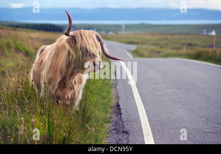 A Highland cow standing au bord de la route sur l'île de Skye en Ecosse Banque D'Images