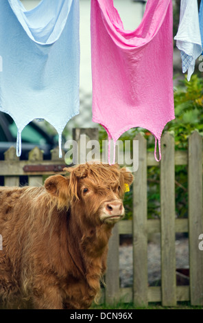 Vache Highland et le séchage des vêtements sur la ligne de lavage, l'île de Skye, Écosse, Royaume-Uni Banque D'Images