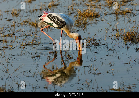 Stork (Mycteria leucocephala peint) de l'Inde. Banque D'Images