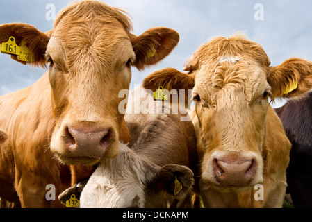 Deux vaches de ferme regardant directement la caméra. Banque D'Images