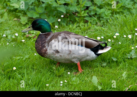 Anas platyrhynchos Canard colvert mâle marcher dans l'herbe Banque D'Images