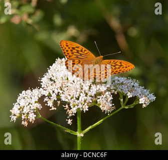 Fritillary Argynnis paphia lavé d'alimentation mâle sur des fleurs de valériane UK Banque D'Images