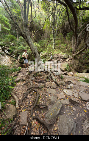 Forêt, Garden Route, Tsitsikamma National Park, Afrique du Sud Banque D'Images