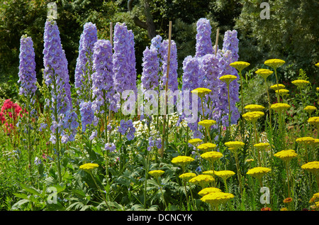 Delphiniums bleu pâle et jaune Achillea forment une association intéressante dans un anglais à la frontière herbacées Jardins Waterperry Banque D'Images