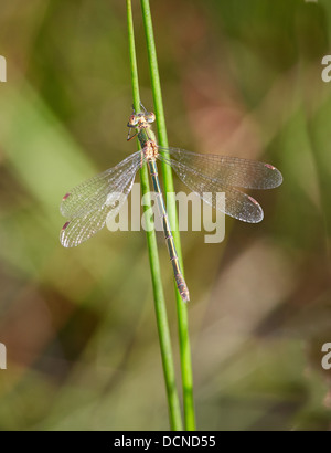 Emerald libellule Lestes sponsa le repos d'ailes caractéristique à moitié ouvertes sur tige de roseau commun à Thursley à Surrey UK Banque D'Images