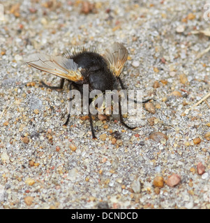 Grand fly Mesembrina Meridiana fly le soleil sur le sable à Thursley commun dans Surrey UK Banque D'Images