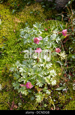 Le Glacier Crowfoot rose profond Ranunculus glacialis développe à 1500m sur Bitihorn dans le parc national de Jotunheimen Norvège Août Banque D'Images