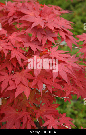 Feuilles d'érable japonais rouge Banque D'Images