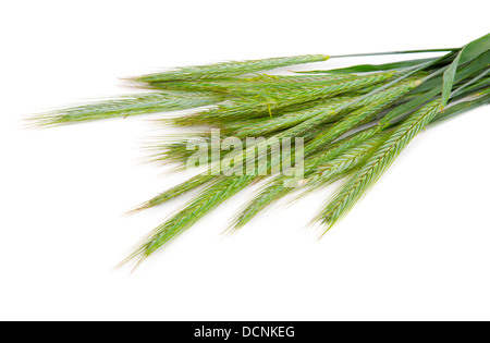 Les pointes de seigle vert (Secale cereale), sur fond blanc Banque D'Images