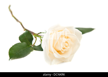 Seule rose blanche avec des feuilles et de la tige sur fond blanc Banque D'Images