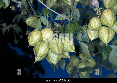 Close-up de l'usine de ballons/ Amour dans une bouffée de fruits - Cardiospermum halicacabum - Famille Sapinoidideae Banque D'Images