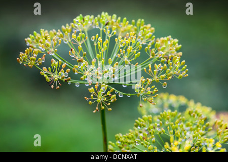 Fleurs d'aneth mouillé macro photo. Anethum graveolens Banque D'Images