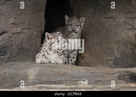 Snow Leopard cub, 16 semaines Banque D'Images