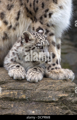 Snow Leopard cub, 16 semaines Banque D'Images