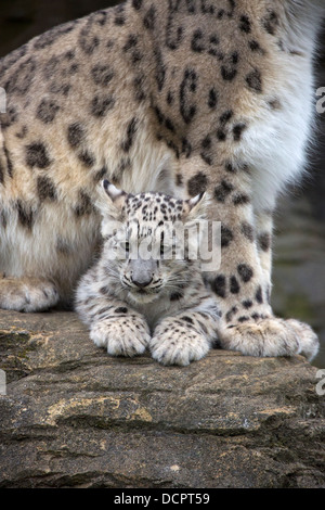 Snow Leopard cub, 16 semaines Banque D'Images