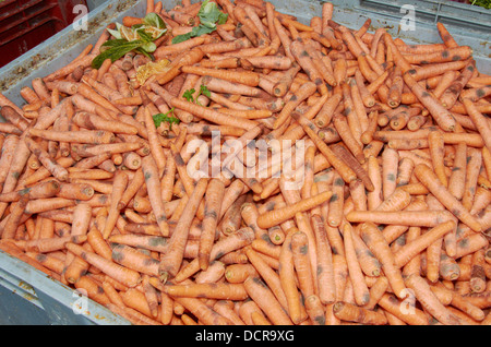 Plus des carottes à une banque alimentaire. Banque D'Images