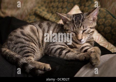 Les animaux de compagnie, ambiance jeune chaton tabby dormant sur propriétaire Banque D'Images