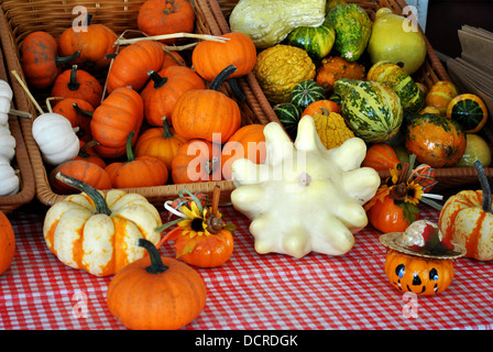 Citrouilles et courges d'automne Banque D'Images