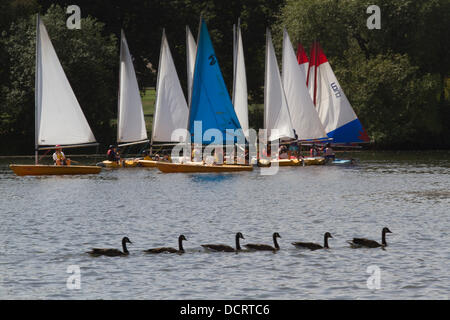 Wimbledon Londres, Royaume-Uni. 21 août 2013. Une équipe de plongeurs de la voile sur dériveurs passé paddle Wimbledon Lake dans le sud ouest de Londres à une chaude breezy day Crédit : amer ghazzal/Alamy Live News Banque D'Images