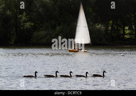 Wimbledon Londres, Royaume-Uni. 21 août 2013. Une équipe de canards pagayer un dinghie passé la voile sur le lac de Wimbledon dans le sud ouest de Londres à une chaude breezy day Crédit : amer ghazzal/Alamy Live News Banque D'Images