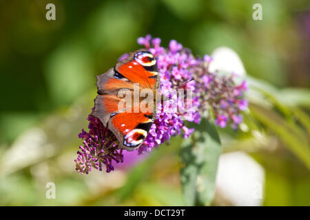 Faversham Kent UK - 21 août 2013 : Le beau temps continue dans le sud-est s'avère une bénédiction pour les papillons. Ici un papillon paon (Inachis io) se nourrit d'un Buddleia. Banque D'Images