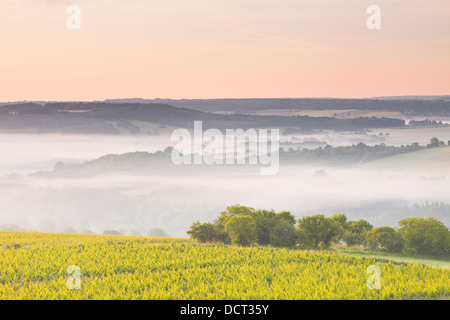 Vignobles près de Vézelay en Bourgogne lors d'une aube brumeuse. Banque D'Images