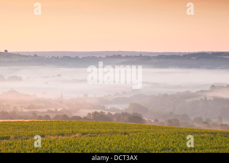 Vignobles près de Vézelay en Bourgogne lors d'une aube brumeuse. Banque D'Images