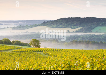 Vignobles près de Vézelay en Bourgogne lors d'une aube brumeuse. Banque D'Images