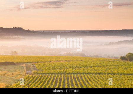 Vignobles près de Vézelay en Bourgogne lors d'une aube brumeuse. Banque D'Images