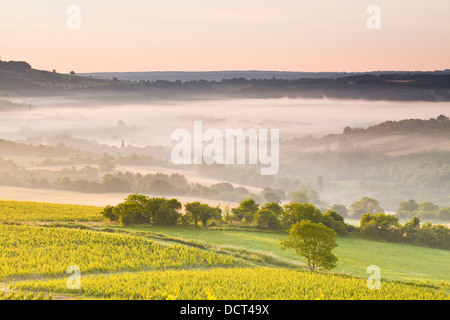 Vignobles près de Vézelay en Bourgogne lors d'une aube brumeuse. Banque D'Images