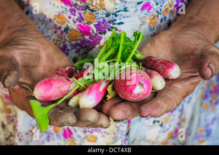 Dirty Hands Holding radis fraîchement cueillies à partir d'un jardin biologique. Banque D'Images