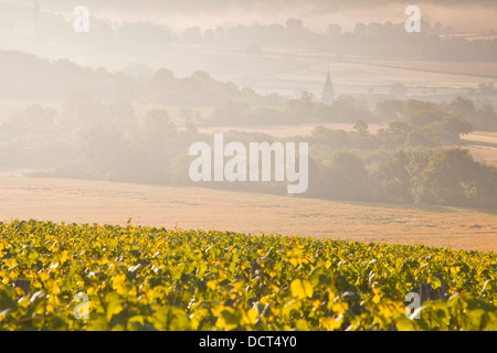 Vignobles près de Vézelay en Bourgogne lors d'une aube brumeuse. Banque D'Images