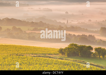 Vignobles près de Vézelay en Bourgogne lors d'une aube brumeuse. Banque D'Images