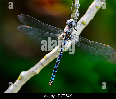 Bleu libellule adultes reposant sur une branche avec les ailes étendues Banque D'Images