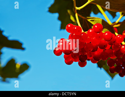 Bush Viburnum avec red berryes bouquets sur fond de ciel. Selective focus Banque D'Images