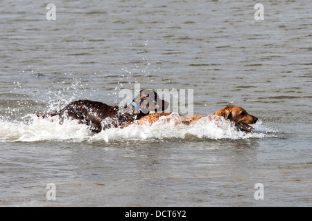 Deux chiens jouant, natation dans l'eau de mer à la plage Banque D'Images