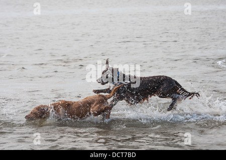 Deux chiens de sauter dans l'eau de mer à la plage Banque D'Images