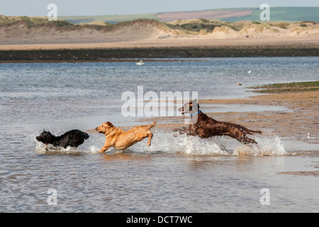 Trois chiens sauter dans la mer sur plage Banque D'Images