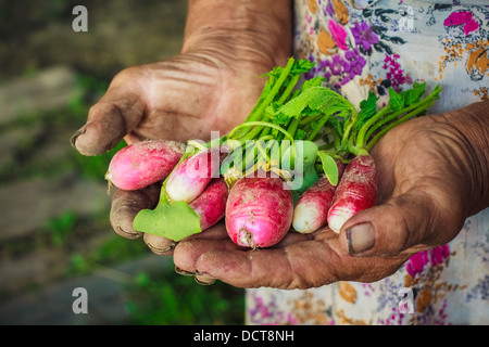 Dirty Hands Holding radis fraîchement cueillies à partir d'un jardin biologique. Banque D'Images