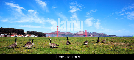 Vue panoramique du pont Golden Gate avec oies Banque D'Images