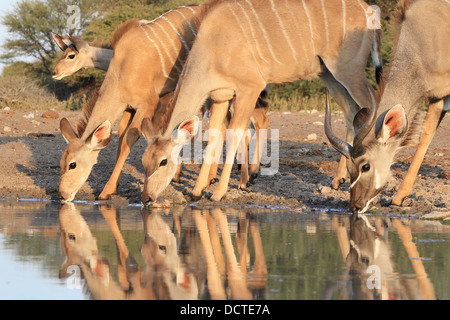 - L'Antilope Kudu, plus sauvage et libre à partir de l'Afrique - l'arrière-plan de couleur et de beauté Banque D'Images