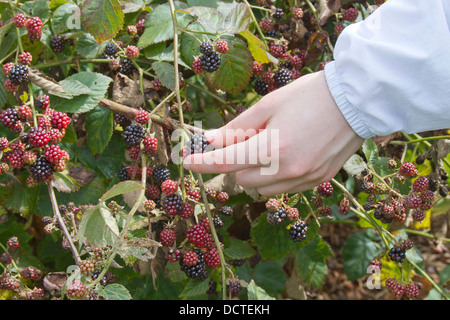 Close up of a young woman's hand picking dodus, Mûres Mûres Banque D'Images